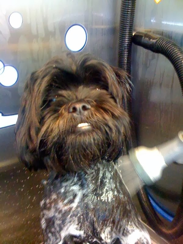 Photo of Hoboken Dog Wash in Hoboken City, New Jersey, United States - 1 Picture of Point of interest, Establishment