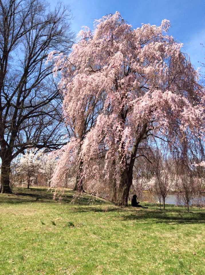 Photo of Branch Brook Park in Newark City, New Jersey, United States - 7 Picture of Point of interest, Establishment, Park