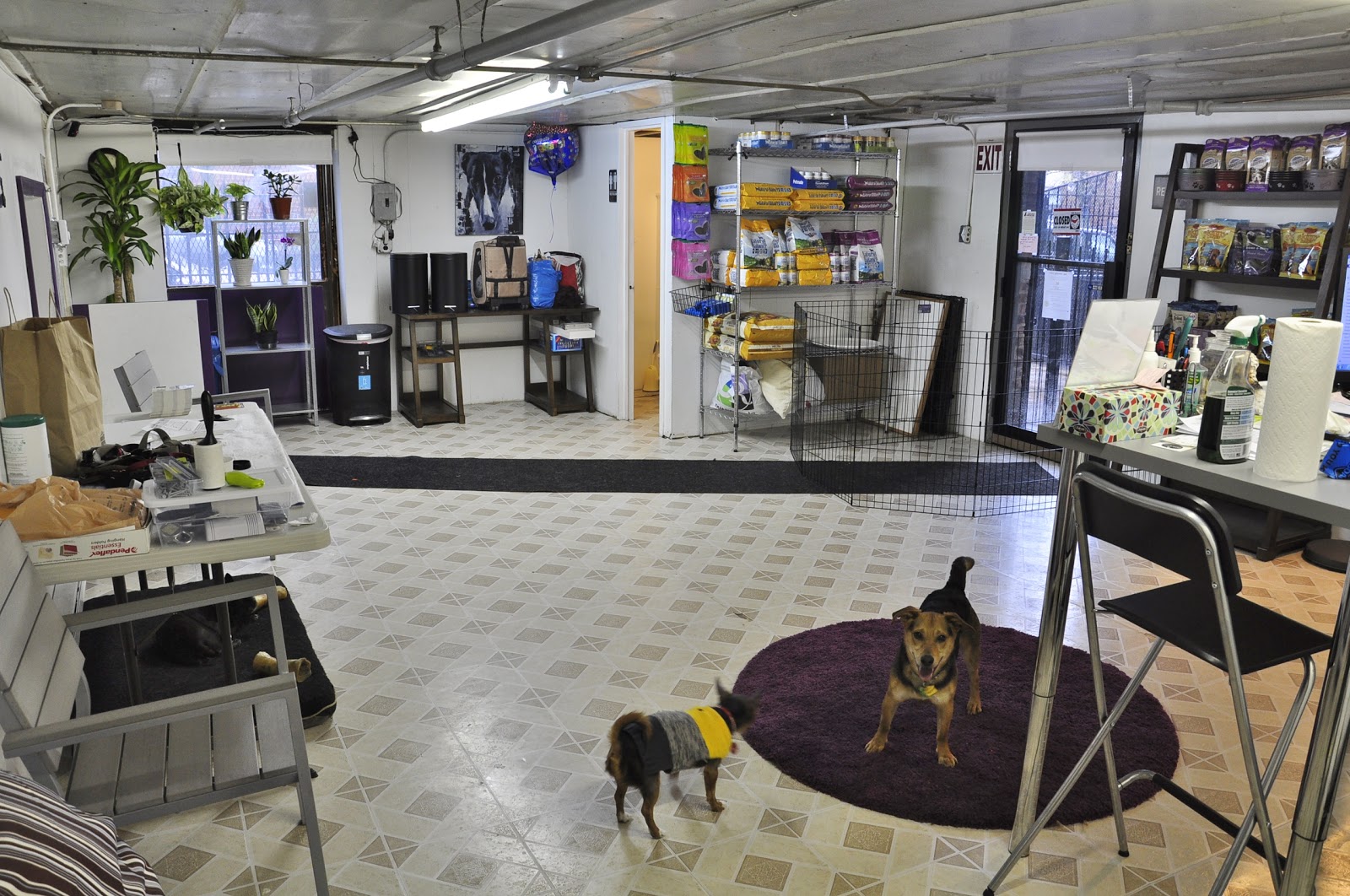 Photo of Sugar Mutts Rescue Dog Daycare / Boarding in Brooklyn City, New York, United States - 2 Picture of Point of interest, Establishment, Store