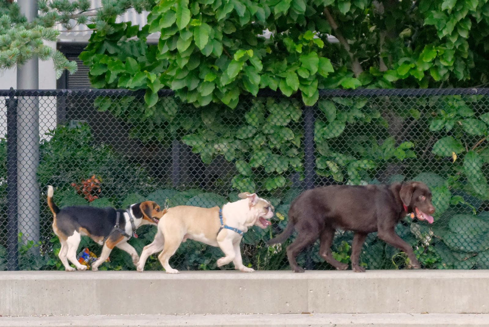 Photo of Pier 6 Dog Run in Brooklyn City, New York, United States - 8 Picture of Point of interest, Establishment, Park