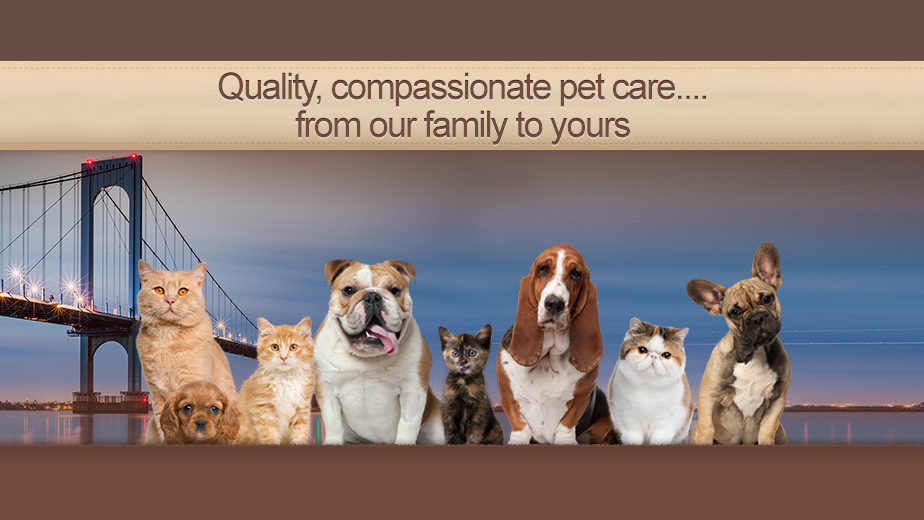 Photo of Whitestone Veterinary Care in Whitestone City, New York, United States - 2 Picture of Point of interest, Establishment, Veterinary care