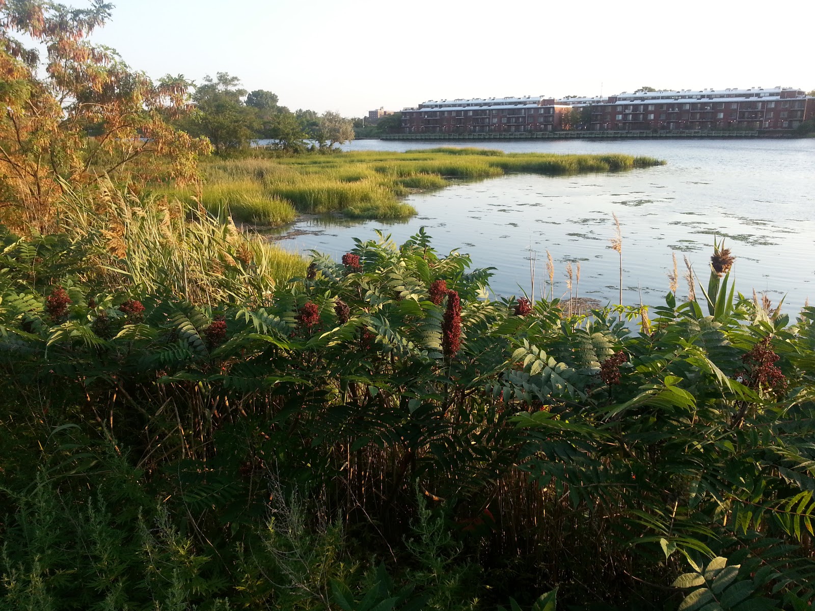 Photo of Fresh Creek Park in Brooklyn City, New York, United States - 1 Picture of Point of interest, Establishment, Park