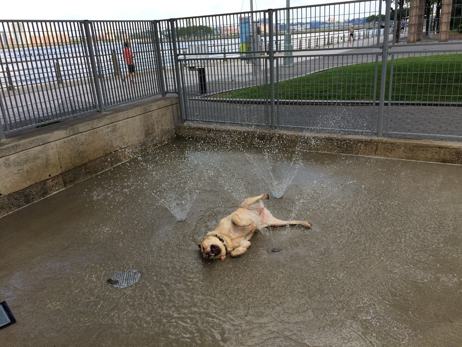 Photo of Leroy Street Dog Run in New York City, New York, United States - 4 Picture of Point of interest, Establishment, Park