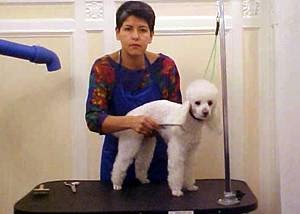 Photo of Snowball's Pets Grooming Salon in New York City, New York, United States - 2 Picture of Point of interest, Establishment