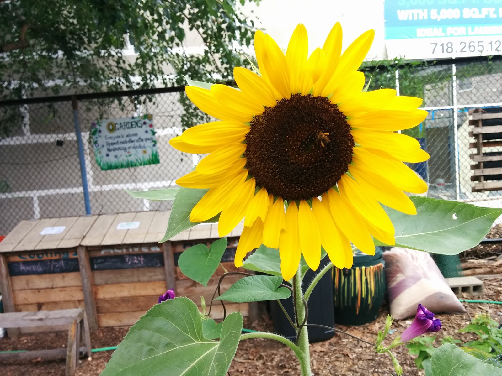 Photo of Q Gardens Community Farm in New York City, New York, United States - 1 Picture of Point of interest, Establishment, Park