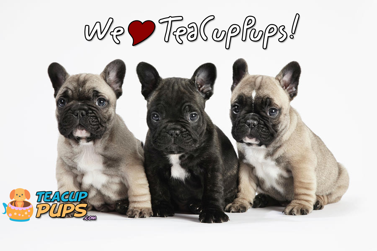 Photo of Tea Cup Pups in Brooklyn City, New York, United States - 2 Picture of Point of interest, Establishment, Store, Pet store
