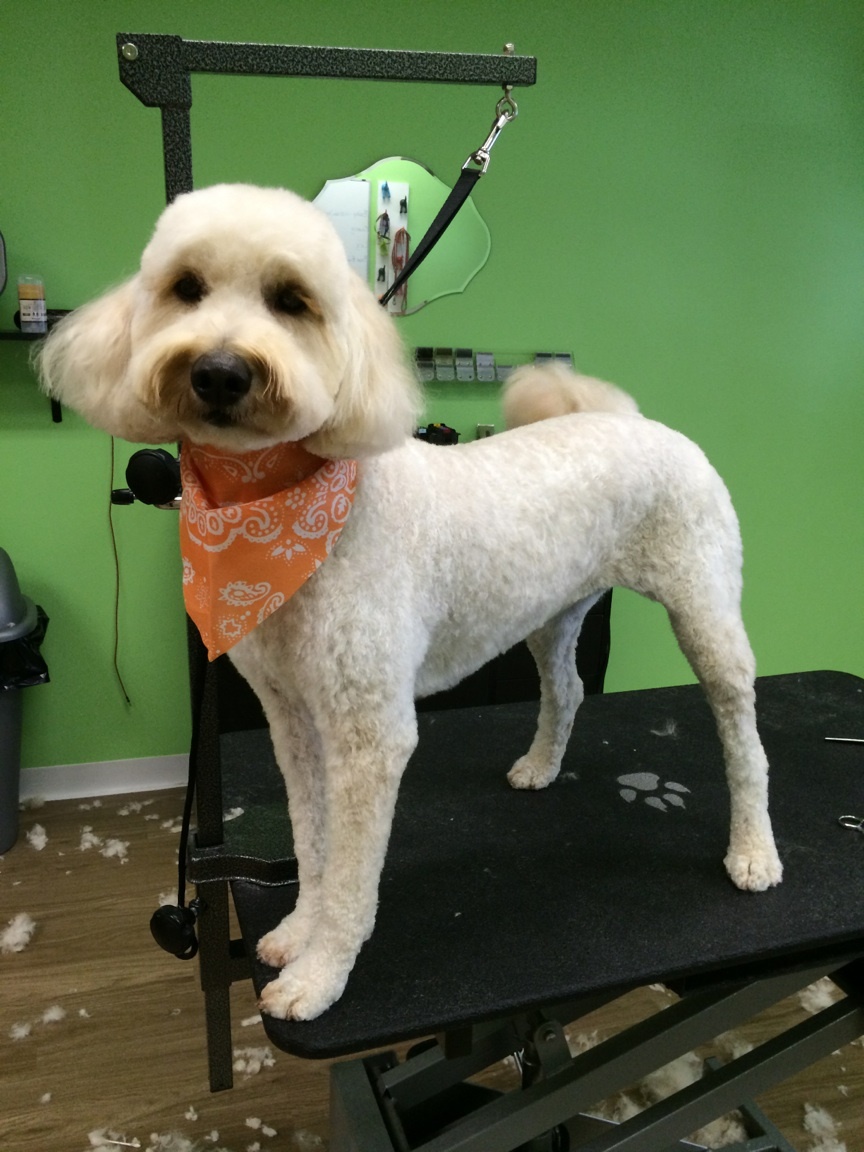 Photo of Pooch Parlor in Leonia City, New Jersey, United States - 8 Picture of Point of interest, Establishment, Store, Pet store