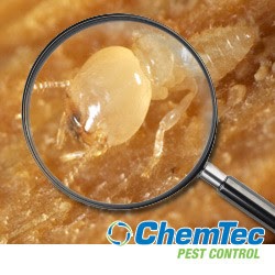 Photo of ChemTec Pest Control in Saddle Brook City, New Jersey, United States - 10 Picture of Point of interest, Establishment, Store, Home goods store