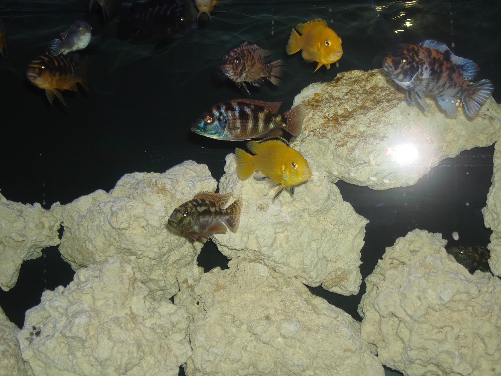 Photo of Pets Aquatic in New Hyde Park City, New York, United States - 4 Picture of Point of interest, Establishment, Store, Pet store