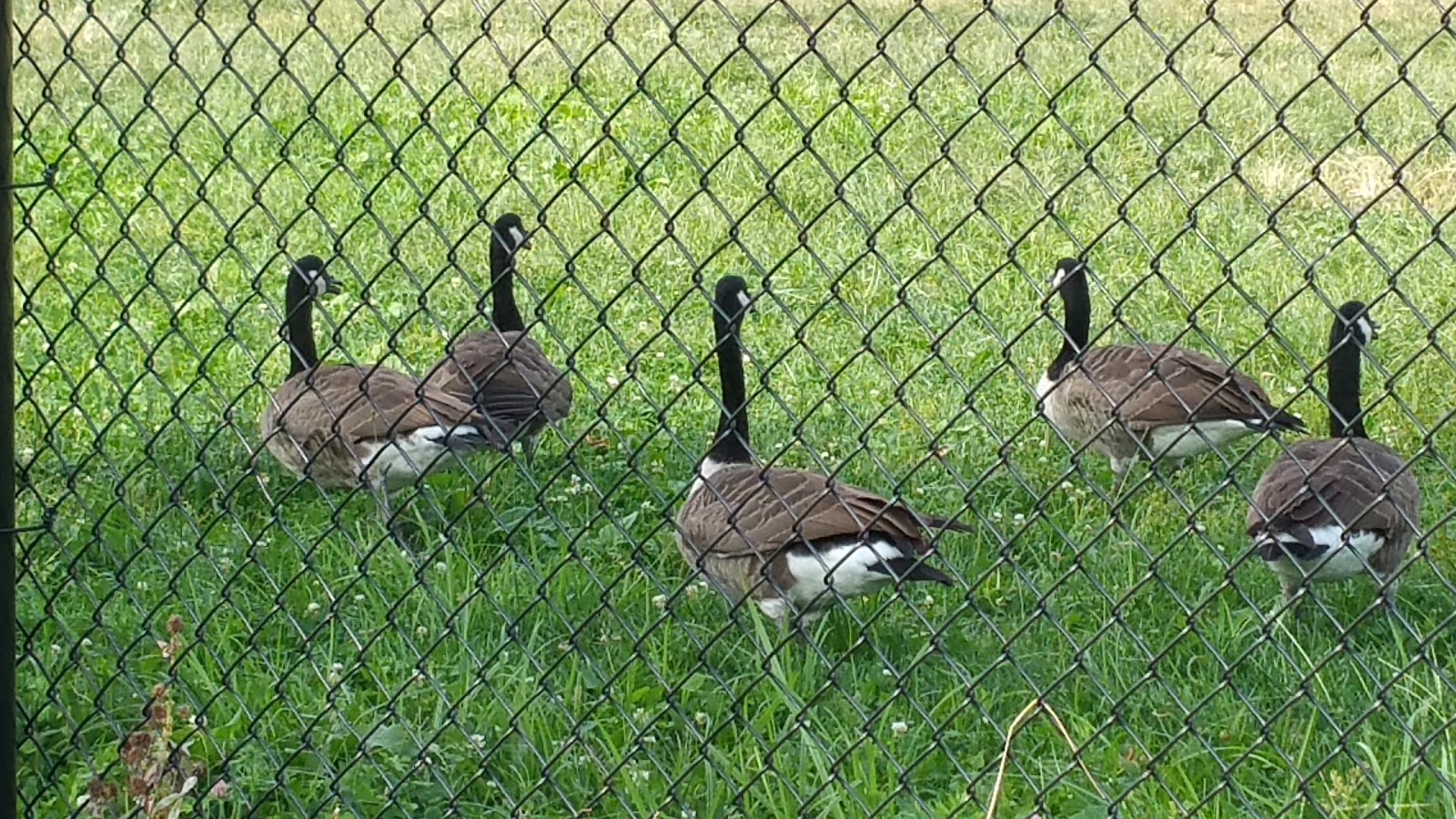 Photo of East River Park in New York City, New York, United States - 6 Picture of Point of interest, Establishment, Park