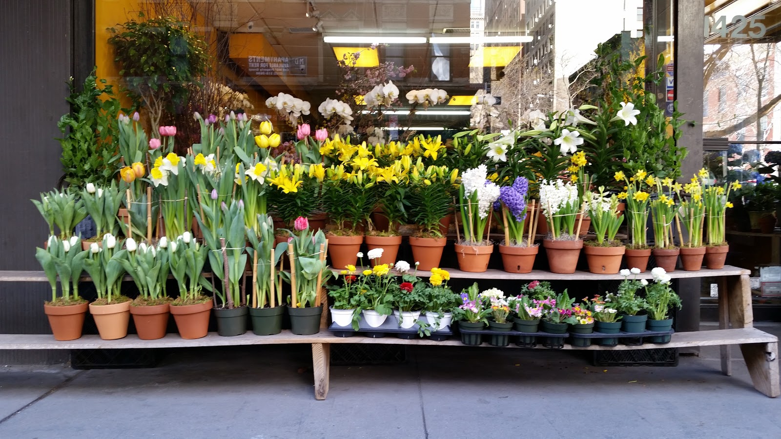 Photo of international plant center florist in New York City, New York, United States - 2 Picture of Point of interest, Establishment, Store, Florist