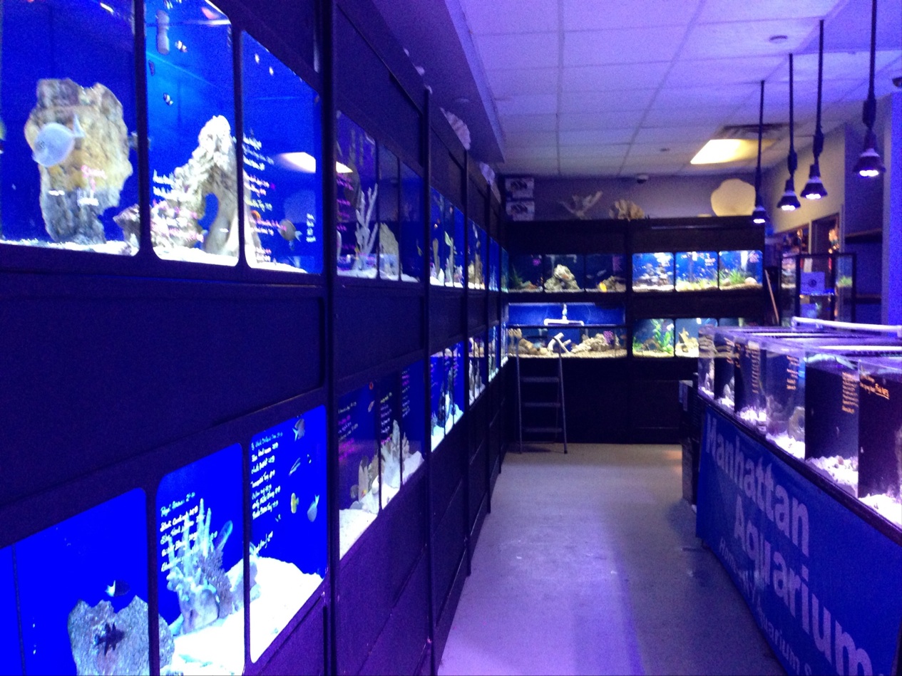 Photo of Manhattan Aquariums in New York City, New York, United States - 2 Picture of Point of interest, Establishment, Store, Pet store