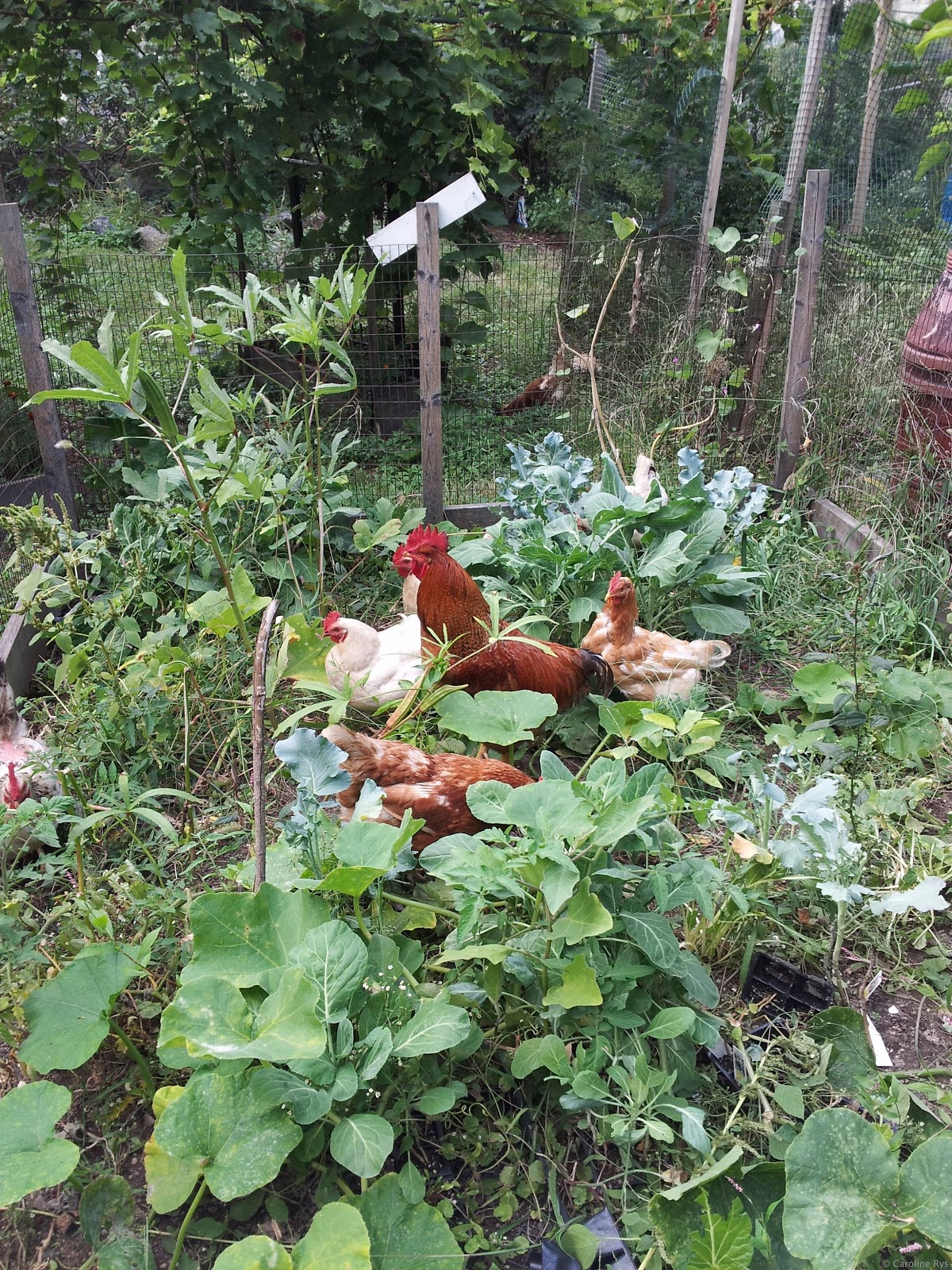 Photo of Pleasant Village Community Garden in New York City, New York, United States - 5 Picture of Point of interest, Establishment, Park