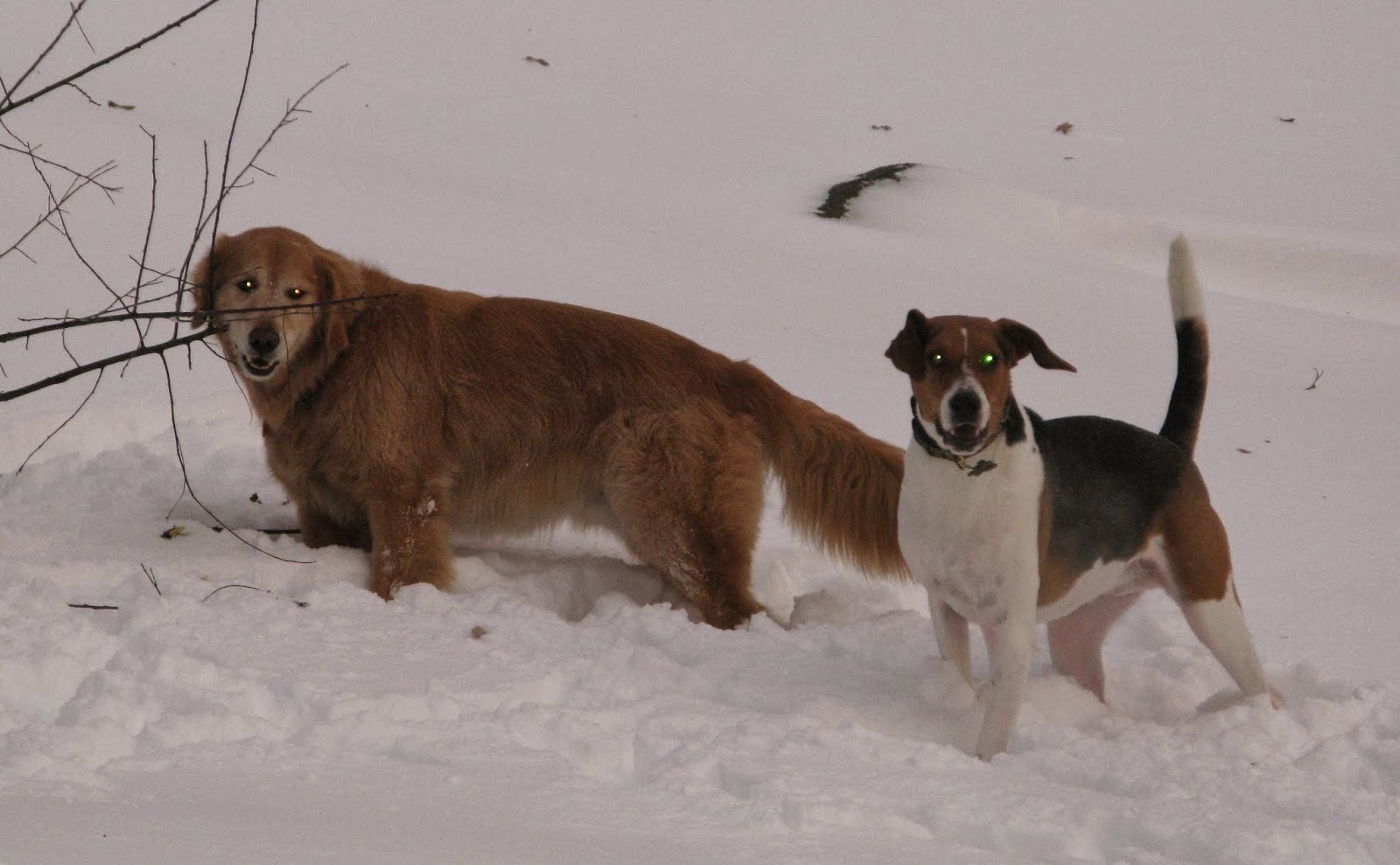 Photo of Private home dog boarding in New York City, New York, United States - 4 Picture of Point of interest, Establishment