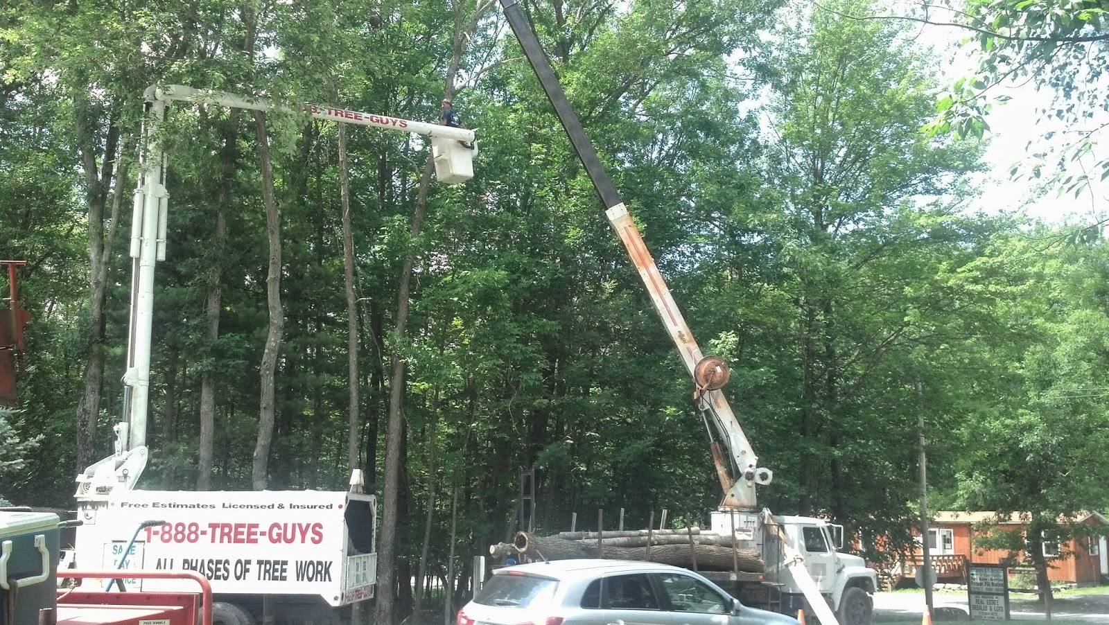 Photo of GoodFellers Tree Service in Kings County City, New York, United States - 1 Picture of Point of interest, Establishment