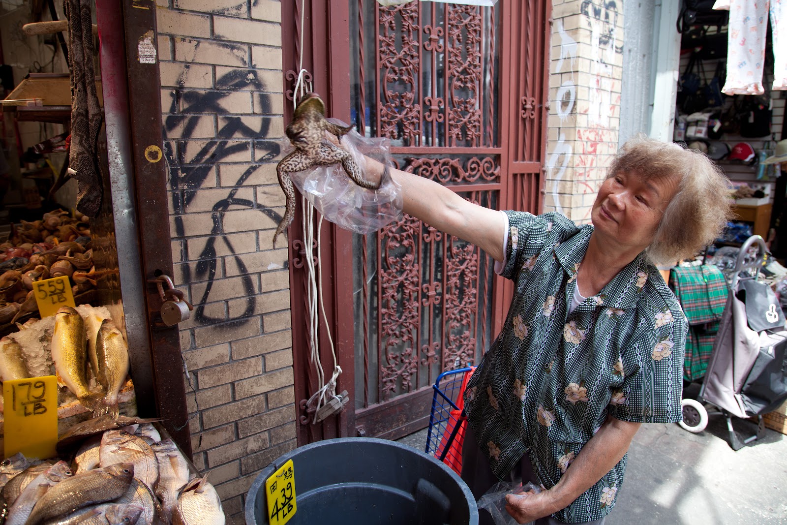 Photo of Dahing Seafood Market Inc in New York City, New York, United States - 1 Picture of Food, Point of interest, Establishment