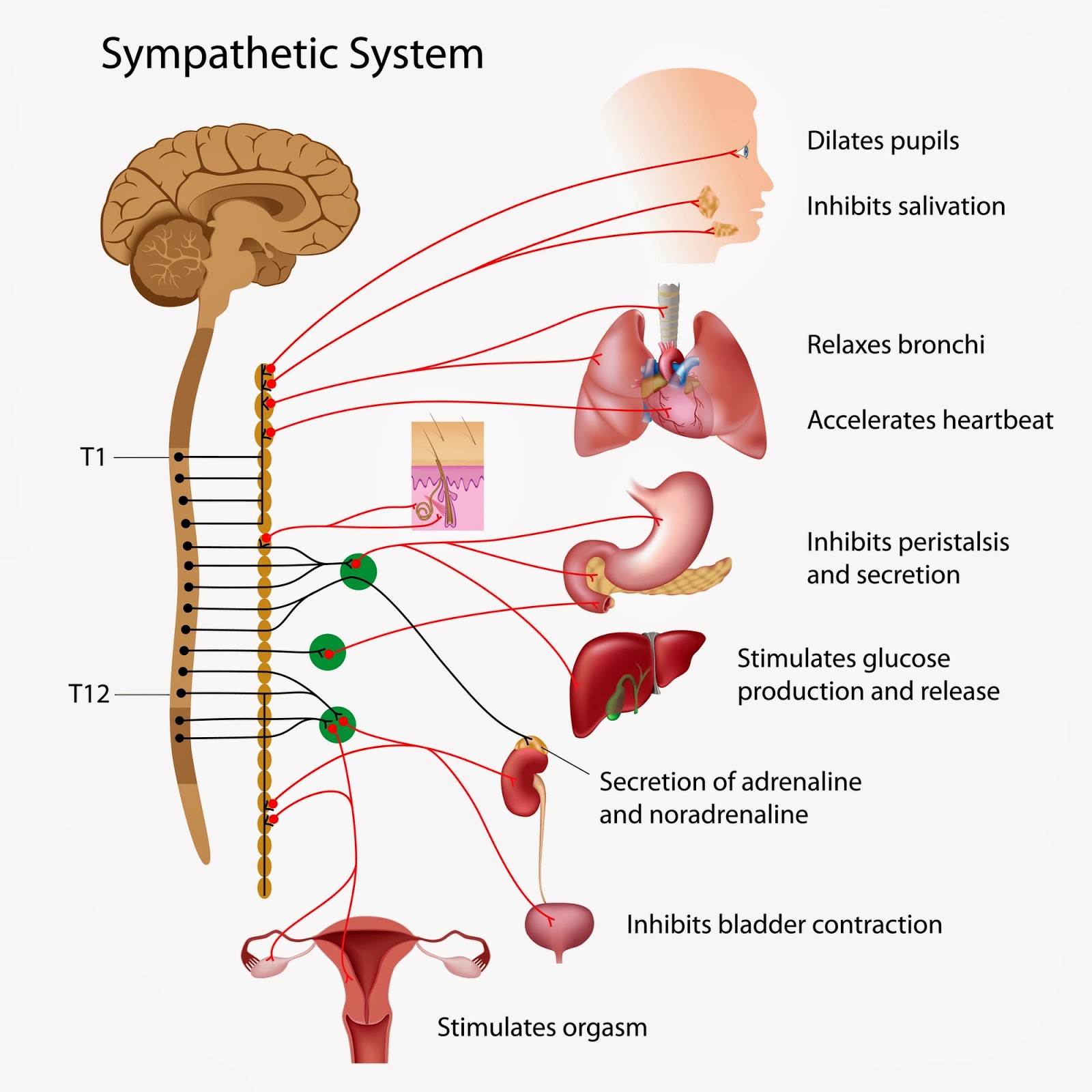 Photo of Dr. Jeffrey Jamieson, Chiropractor in New York City, New York, United States - 2 Picture of Point of interest, Establishment, Health