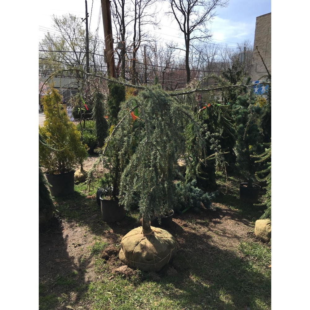 Photo of Victory Nursery & Landscaping Inc. in Richmond City, New York, United States - 8 Picture of Point of interest, Establishment, Store, General contractor