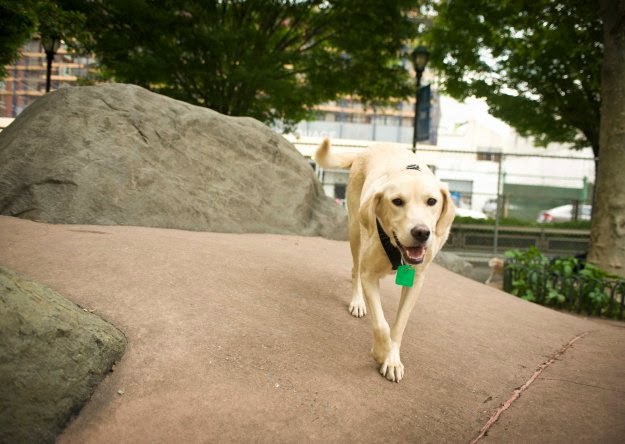 Photo of Tribeca Dog Walking in New York City, New York, United States - 6 Picture of Point of interest, Establishment