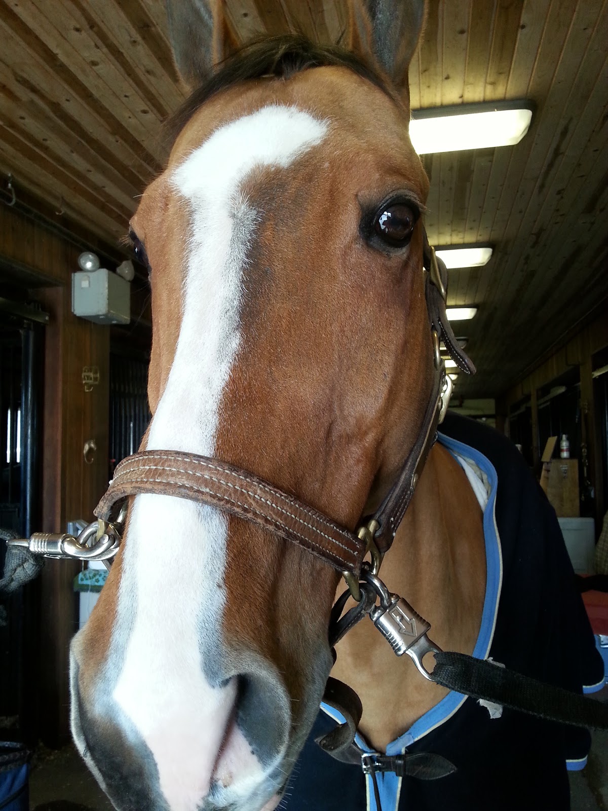 Photo of Old Westbury Equestrian Center in Old Westbury City, New York, United States - 3 Picture of Point of interest, Establishment