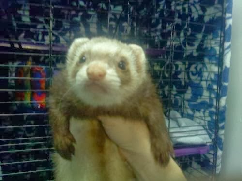 Photo of Hudson Valley Ferret Rescue in North Arlington City, New Jersey, United States - 1 Picture of Point of interest, Establishment, Fire station