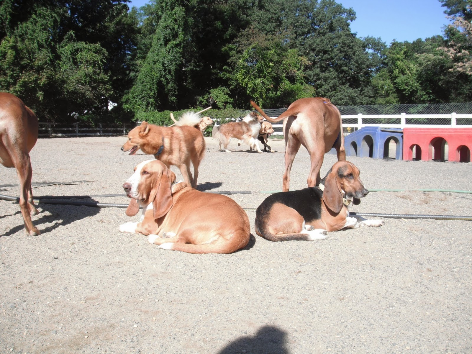 Photo of Dogs on the Farm & Cats Too in Atlantic Highlands City, New Jersey, United States - 7 Picture of Point of interest, Establishment, Park