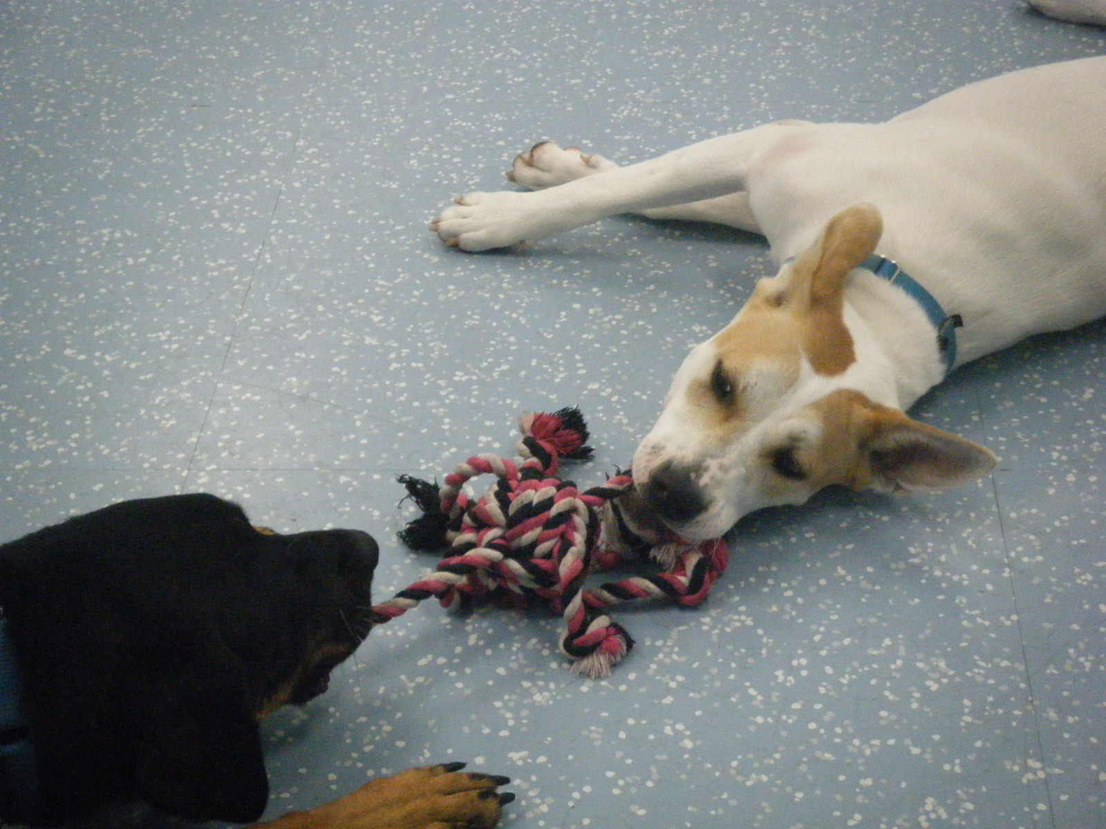 Photo of Doggedly Devoted - A Harlem Dog Daycare and Training Facility in New York City, New York, United States - 10 Picture of Point of interest, Establishment