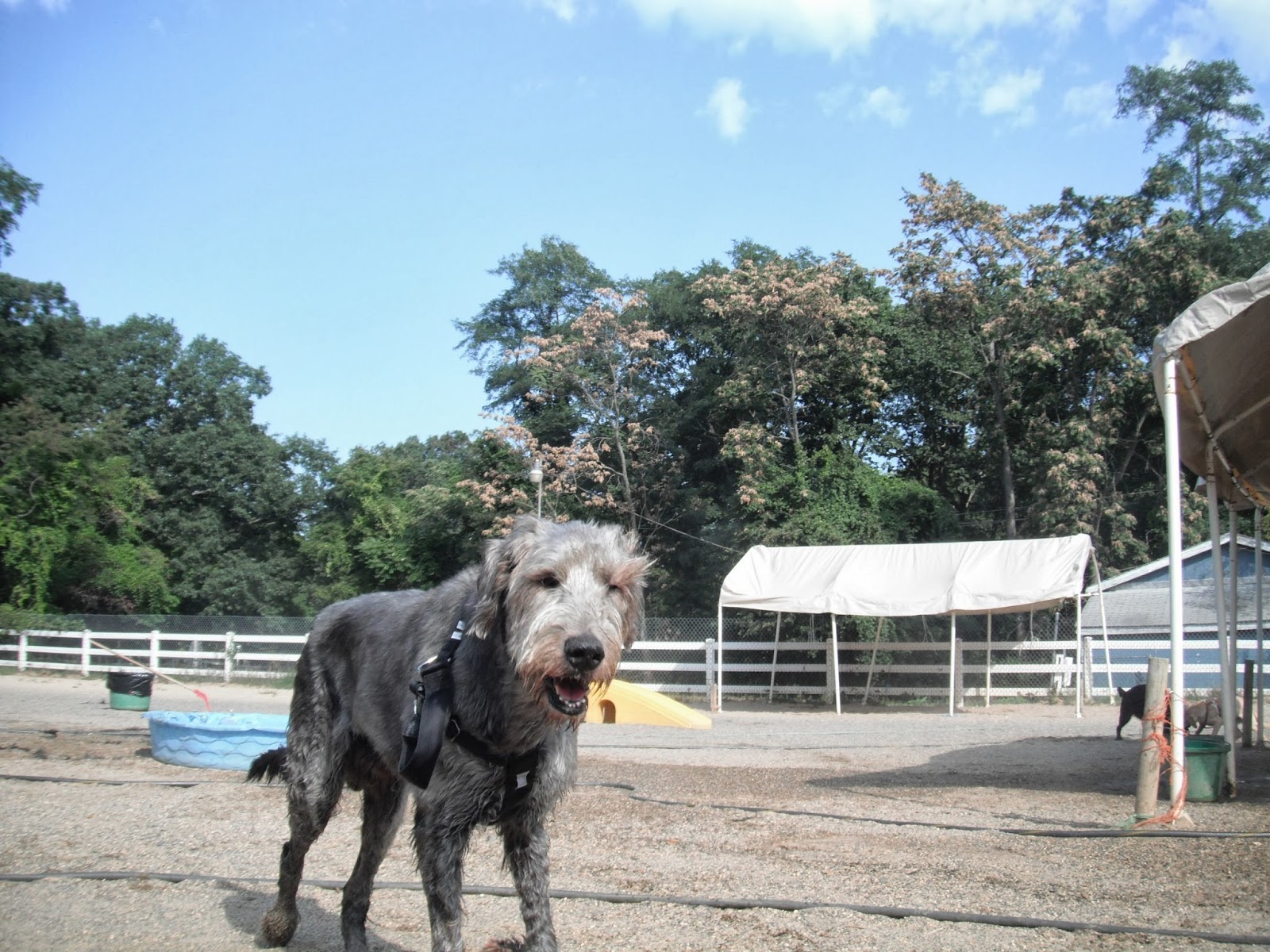 Photo of Dogs on the Farm & Cats Too in Atlantic Highlands City, New Jersey, United States - 2 Picture of Point of interest, Establishment, Park