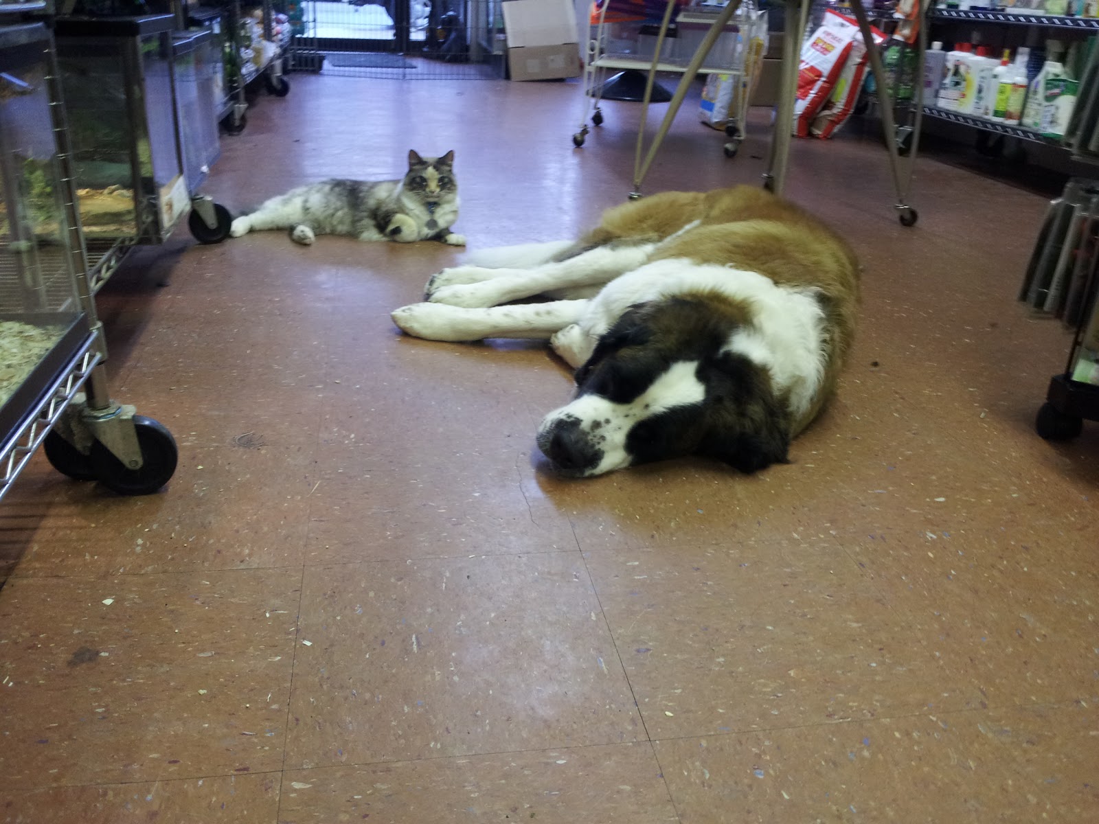 Photo of Pelham Pet Shop, Inc. in Pelham City, New York, United States - 2 Picture of Point of interest, Establishment, Store, Pet store