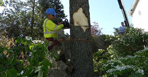 Photo of JRs Tree Services in Queens City, New York, United States - 10 Picture of Point of interest, Establishment