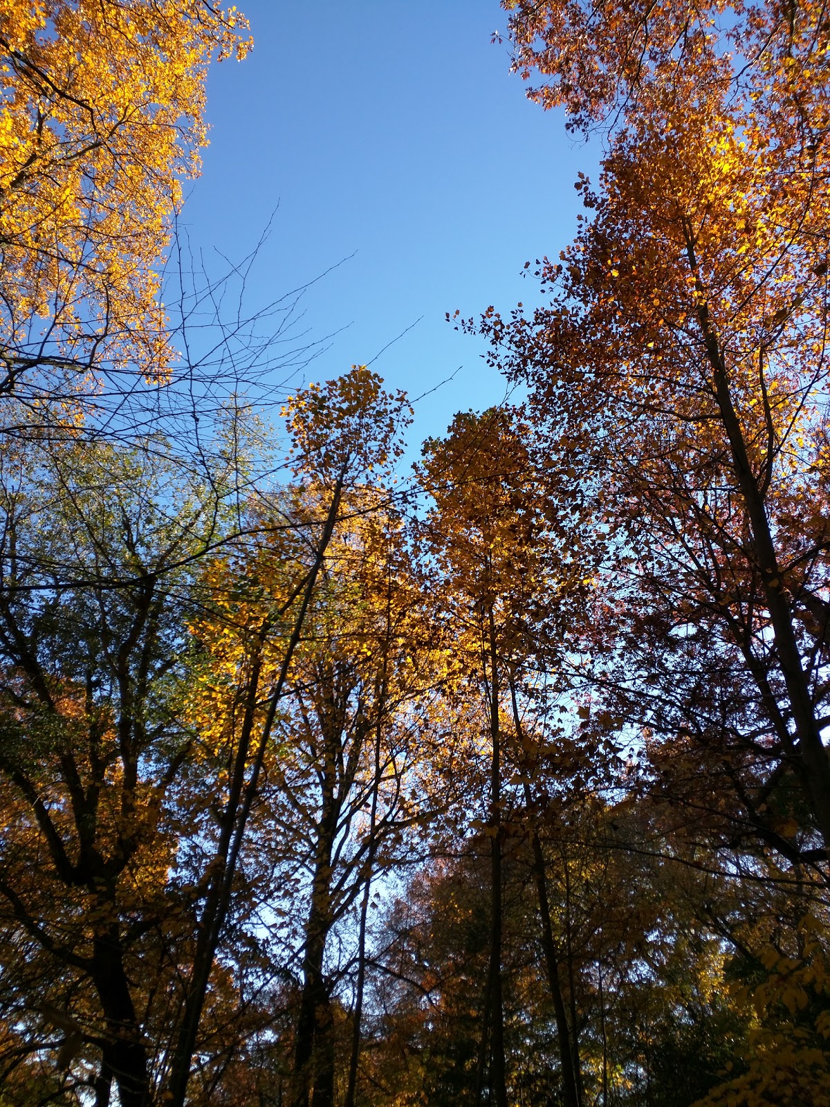 Photo of Prospect Park - Ravine in Kings County City, New York, United States - 5 Picture of Point of interest, Establishment, Park, Natural feature