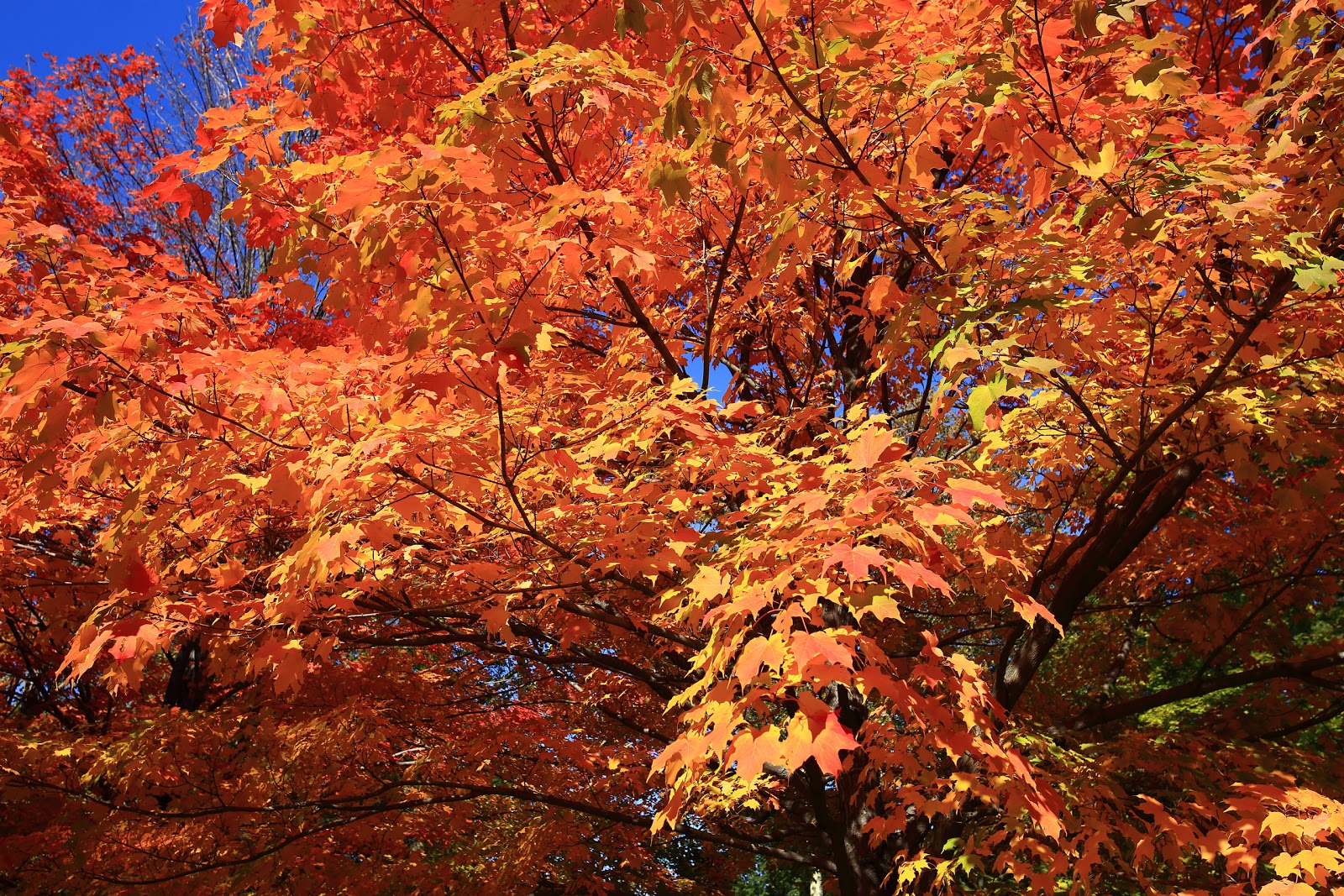 Photo of Milton Lake Park in Rahway City, New Jersey, United States - 2 Picture of Point of interest, Establishment, Park