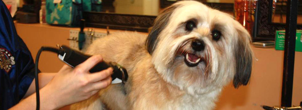 Photo of HAPPY DOGS GROOMING in Elizabeth City, New Jersey, United States - 3 Picture of Point of interest, Establishment