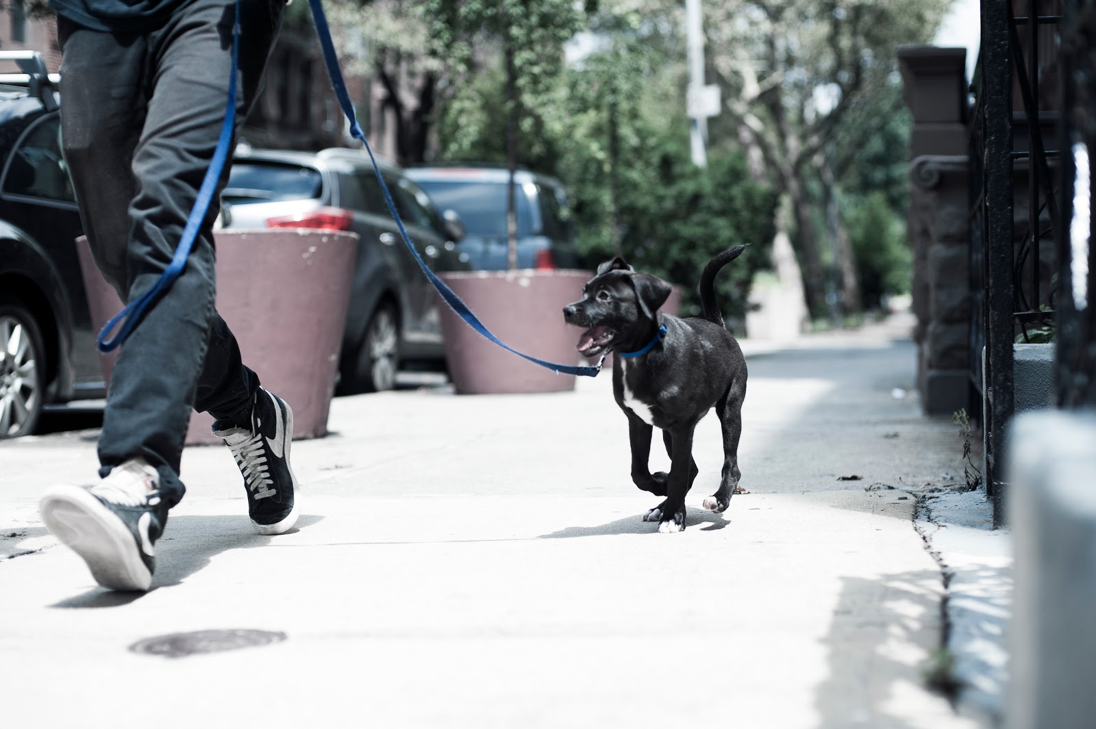 Photo of Brooklyn Tails and Trails Dog Walkers in Kings County City, New York, United States - 6 Picture of Point of interest, Establishment