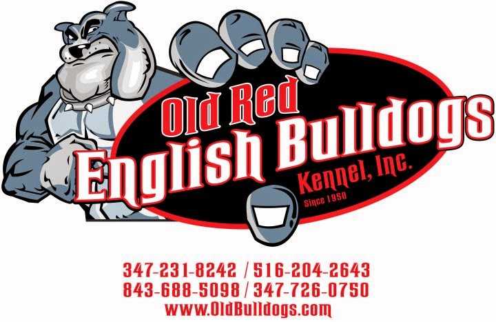 Photo of OLD RED ENGLISH BULLDOGS KENNEL INC. in New York City, New York, United States - 3 Picture of Point of interest, Establishment, Store, Pet store