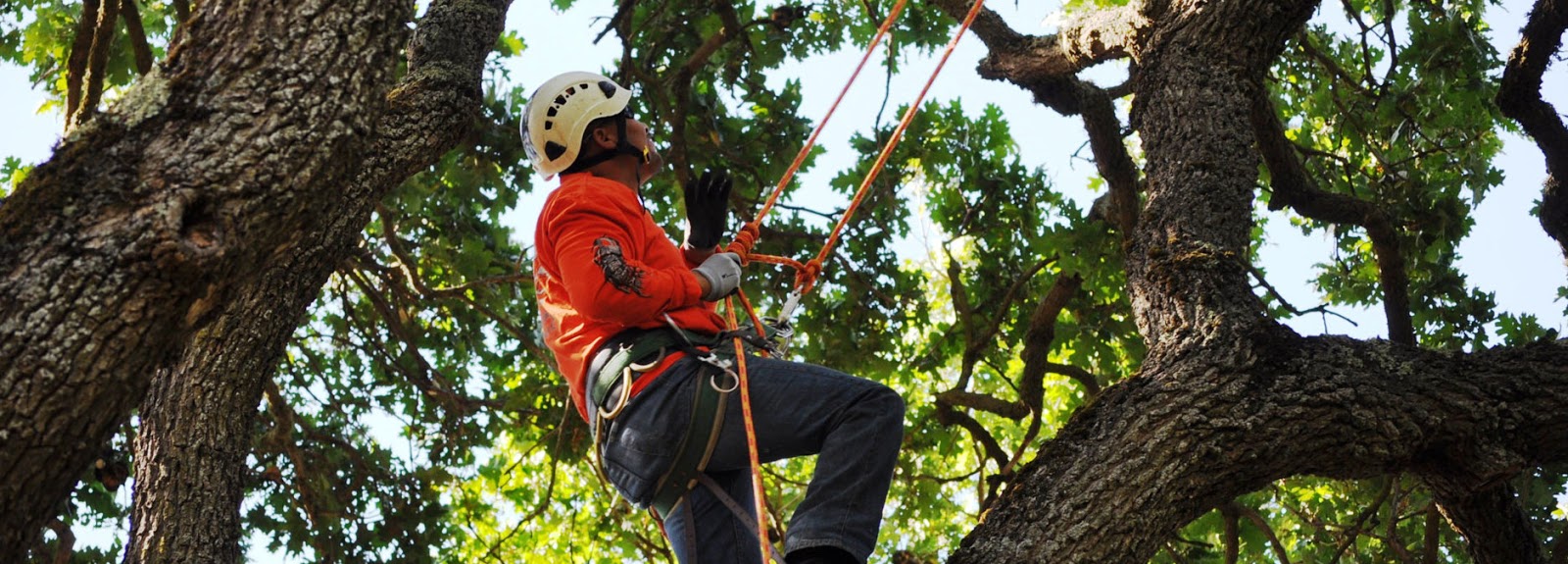 Photo of Tree Service RI in New York City, New York, United States - 5 Picture of Point of interest, Establishment