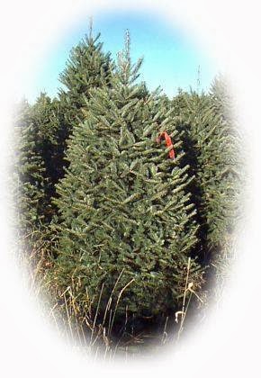 Photo of Crete Plantations Seasonal Christmas tree lot in Pompton Plains City, New Jersey, United States - 2 Picture of Food, Point of interest, Establishment, Store