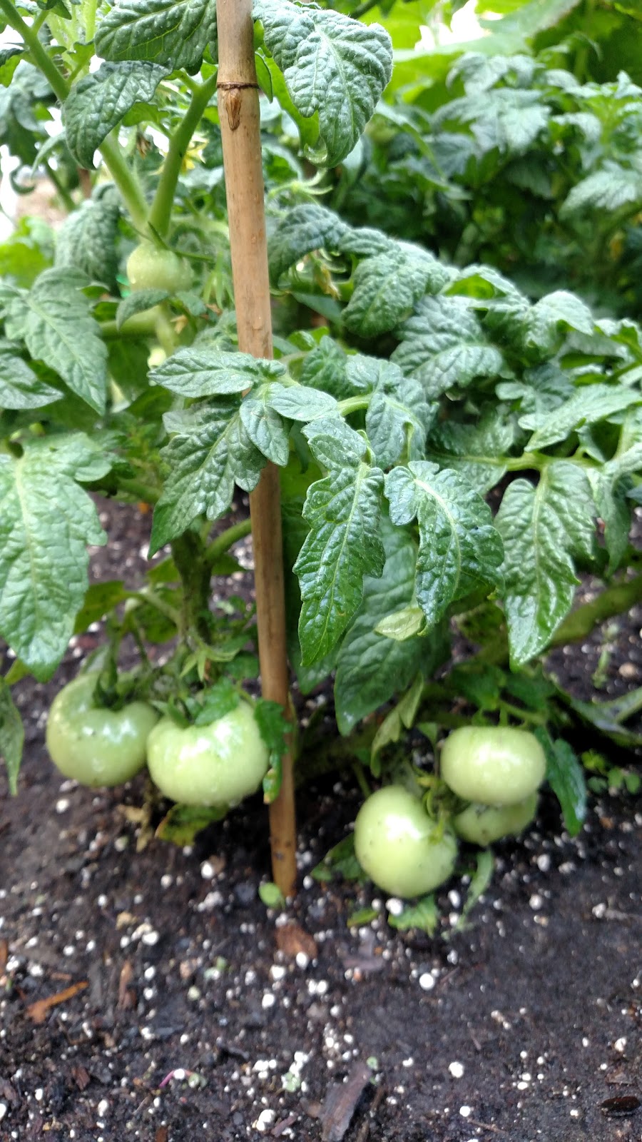 Photo of Bedford Stuyvesant Community Garden in Kings County City, New York, United States - 1 Picture of Point of interest, Establishment, Park