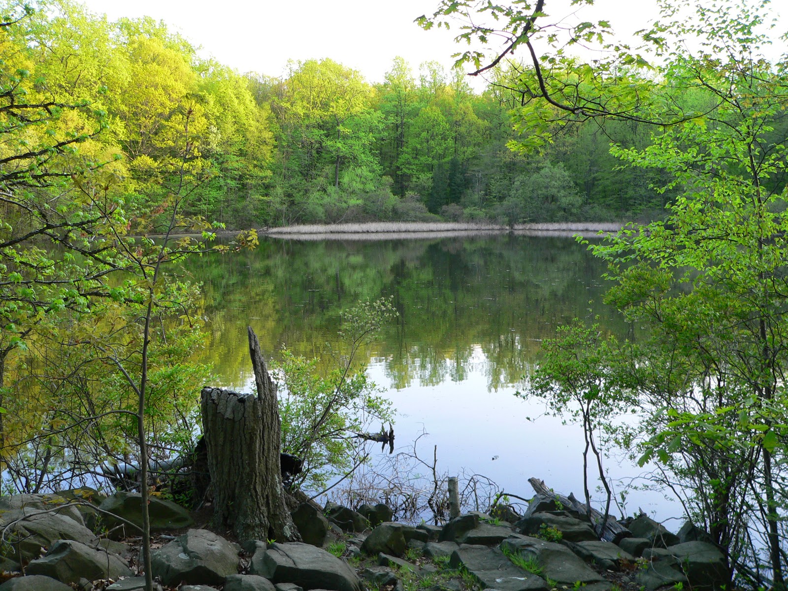 Photo of Greenbrook Nature Sanctuary in Tenafly City, New Jersey, United States - 2 Picture of Point of interest, Establishment, Park