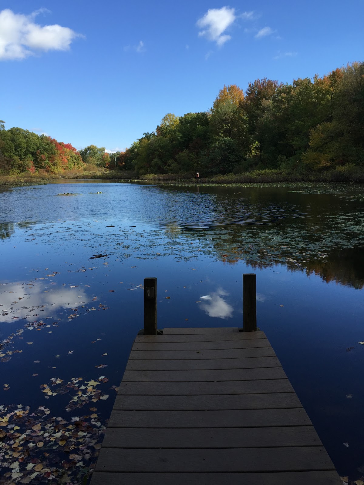 Photo of Tenafly Nature Center in Tenafly City, New Jersey, United States - 6 Picture of Point of interest, Establishment, Park