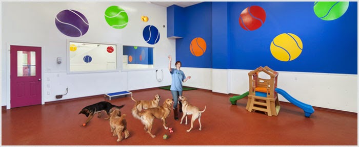 Photo of Paws and Play Pet Resort & Training Center in Tuckahoe City, New York, United States - 5 Picture of Point of interest, Establishment
