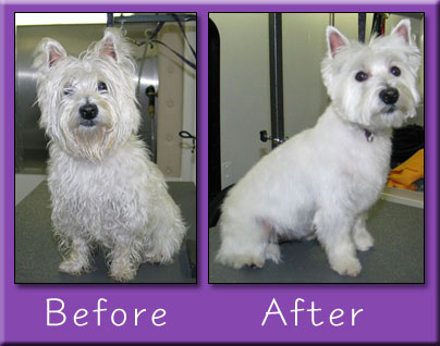 Photo of HAPPY DOGS GROOMING in Elizabeth City, New Jersey, United States - 6 Picture of Point of interest, Establishment