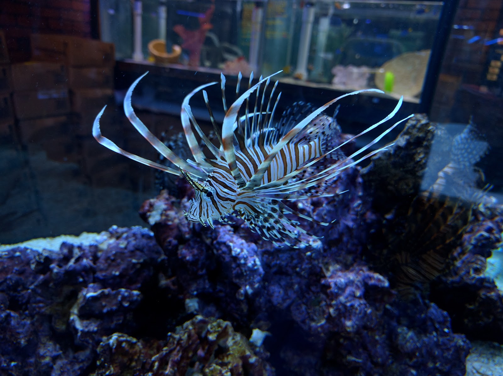 Photo of Absolutely Fish in Clifton City, New Jersey, United States - 5 Picture of Point of interest, Establishment, Store, Pet store, Aquarium