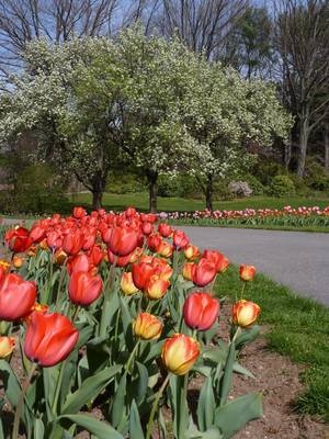 Photo of Clark Botanic Gardens in Roslyn Heights City, New York, United States - 1 Picture of Point of interest, Establishment, Park