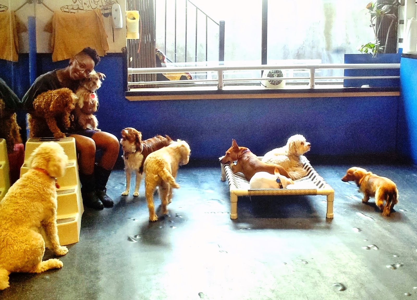 Photo of Dog Wash Doggie Daycare & Boarding NYC in New York City, New York, United States - 2 Picture of Point of interest, Establishment