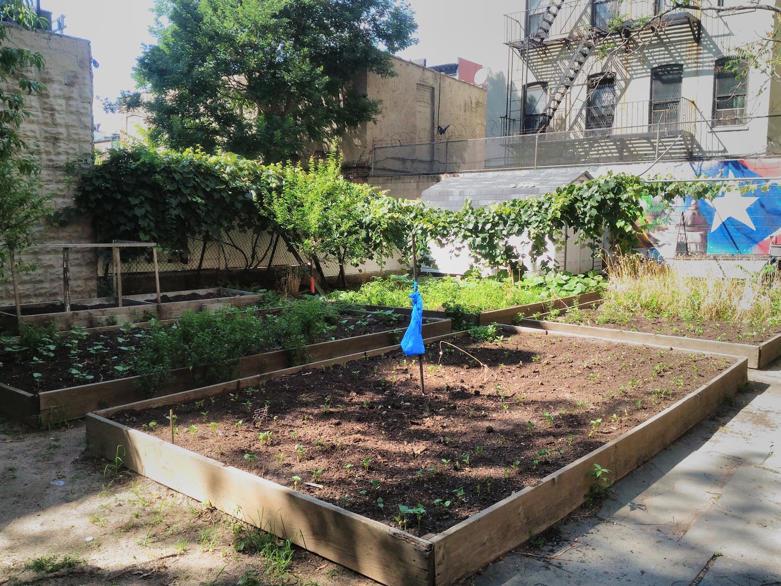 Photo of East Harlem Community Garden in New York City, New York, United States - 2 Picture of Point of interest, Establishment, Park