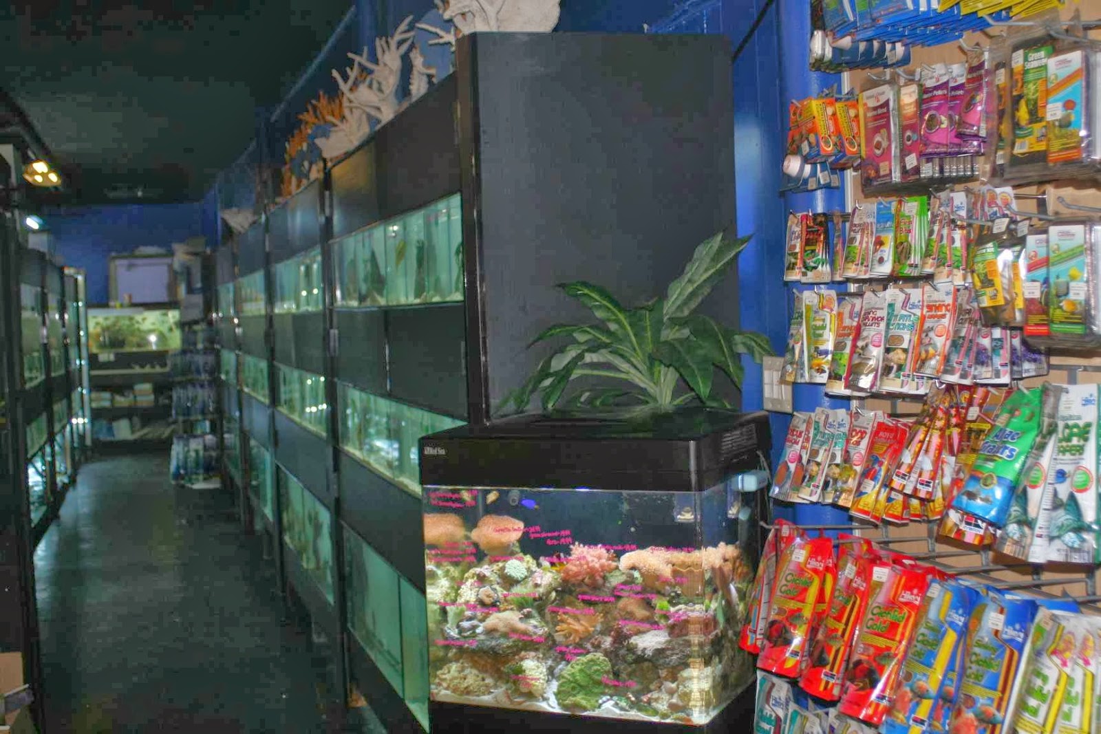 Photo of Aquarium Paradise in Belleville City, New Jersey, United States - 6 Picture of Point of interest, Establishment, Store, Pet store