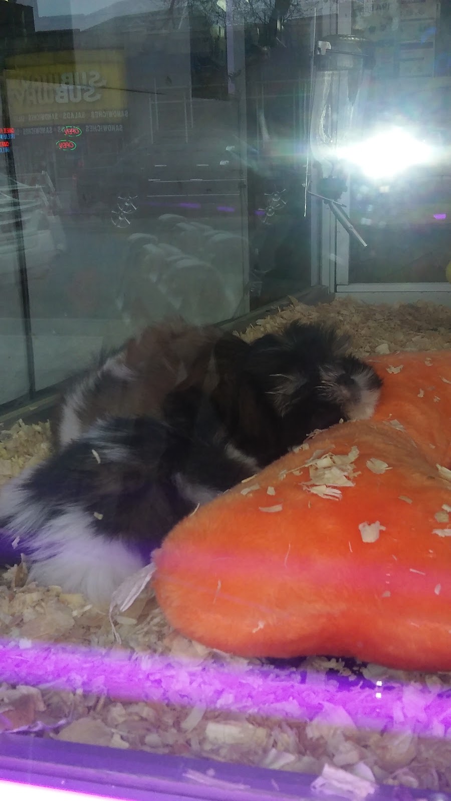 Photo of Tropical Pets in Bronx City, New York, United States - 3 Picture of Point of interest, Establishment, Store, Pet store