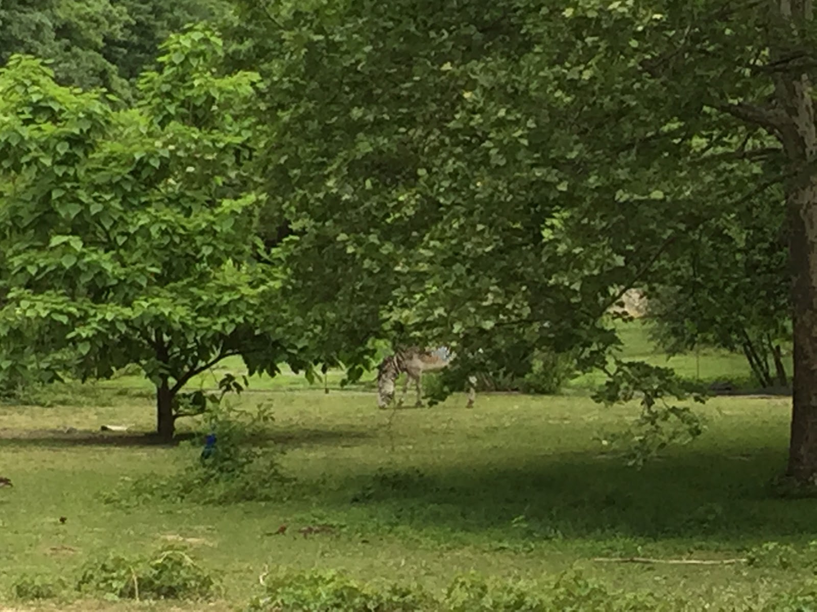 Photo of William H Pouch Boy Scout Camp in Staten Island City, New York, United States - 1 Picture of Point of interest, Establishment, Lodging, Park, Campground