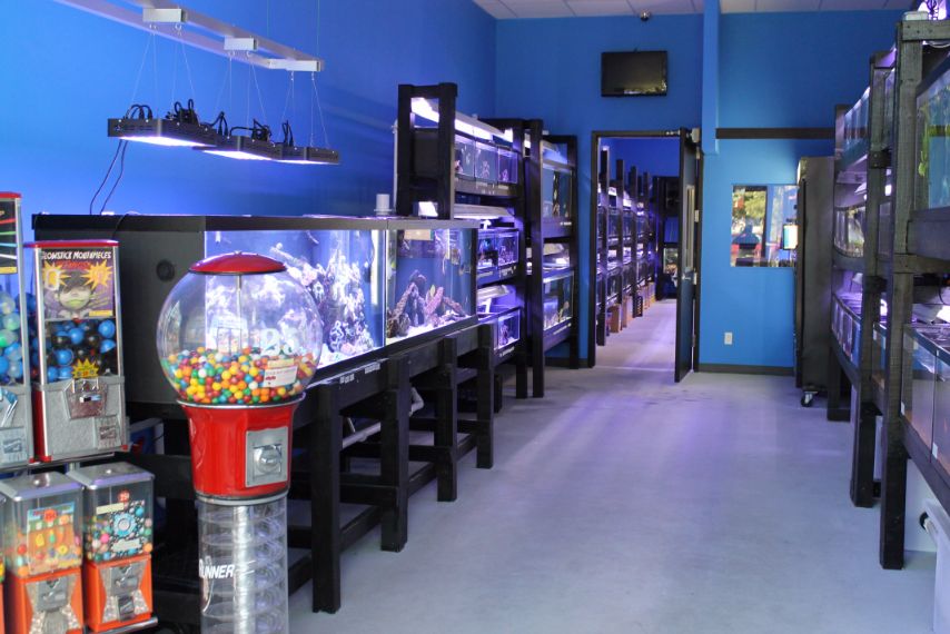 Photo of Pets Aquatic in New Hyde Park City, New York, United States - 1 Picture of Point of interest, Establishment, Store, Pet store